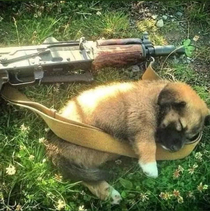 Cute wholesome patrol dog serving bravely on the frontlines