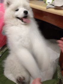 Cutest gif you will see today