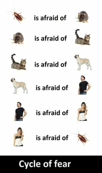 Cycle of fear