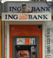 D fluffy ATM cat logo 
