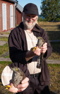 Dad got to ring his first sparrow hawk today and was so happy - the hawk not so much