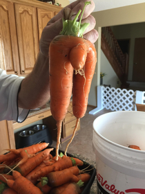 Dad pulled this carrot from his garden today