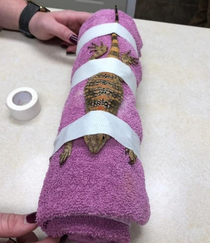 Damascus was a bad man at the vet and was very bitey so he got put in the lizard straight jacket for his x-rays
