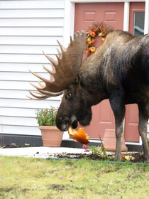 Damn moose eating my pumpkin