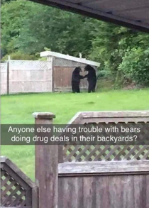 Damned bears