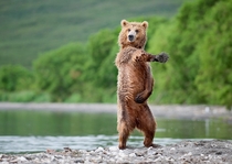 Dancing Bear