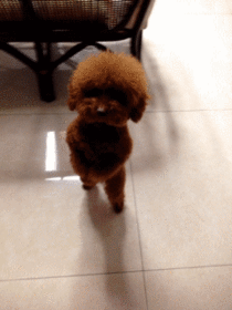 DANCING POODLE IS ADORABLE