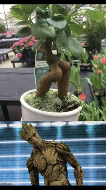 Dat bush