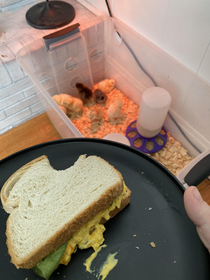 Day  - Training begins eat egg salad sandwich in front of them to display dominance installing yourself as the Alpha