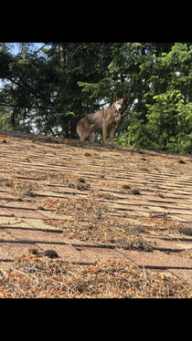 Day two of having this dog Come home to find him on the roof