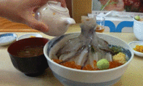 Dead Cuttlefish  Soy Sauce Reanimated Cuttlefish