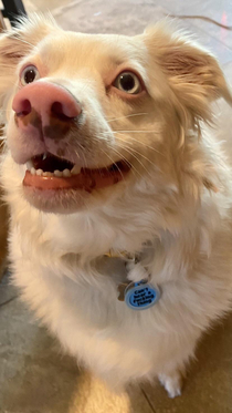 Deaf Lily just got a new tag for her collar