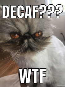 Decaf is for the dogs