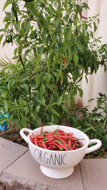 Decided to grow peppers as a joke as all my plants always die Not this one And I hate spice