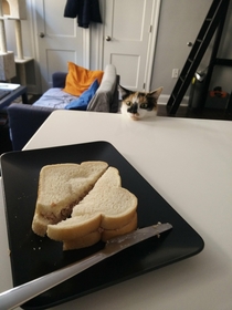 Decided to make a tuna sandwich today