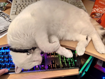 Decoy keyboard no longer works The cats found a way around it
