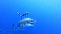 Deep Blue is one of the largest Great Whites recorded