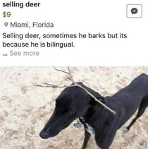 Deer for sale