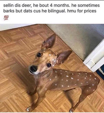 Deer for sale