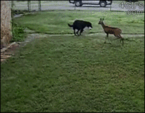 Deer plays with dog