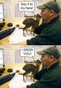 Deer you