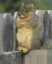 Defiant squirrel