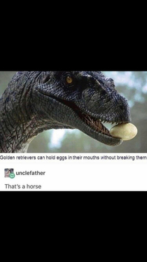 Definitely a horse