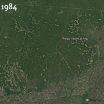 Deforestation exponentially increases around indigenous land in Brazil since 