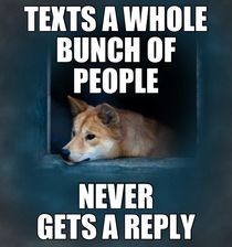 Depression Dingo tries to be social