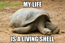 Depression Tortoise