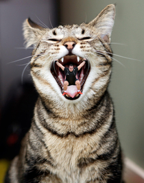 Deranged cat unable to eat heavyweight champion