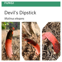 Devils Dipstick