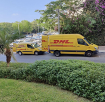 DHL giving birth in the wild  Nature is beautiful