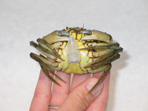 Did some research on the common shore crab This is how we collected their poop