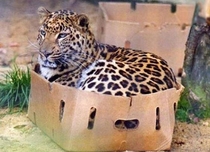 Did somebody order a leopard