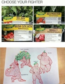 differences between tomato varieties