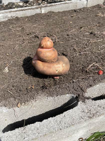 Digging up my sweet potatoes today Hope it doesnt taste the way it looks