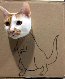 Dino cat