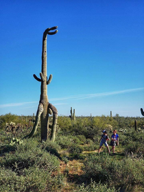 Dinosaurs evolved into cactii