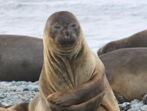 Disappointed seal