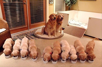 Disciplined Puppies