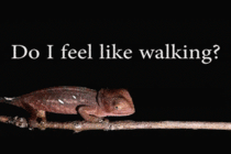 Do I feel like walking