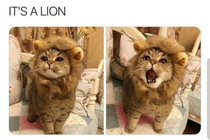 Do lions count