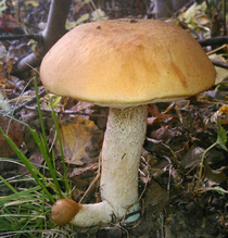 Do Mushrooms Have Gender