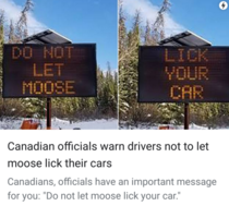 Do not let moose lick your car - The most Canadian thing Ive read all week