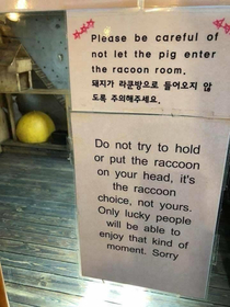 Do not put raccoon on head