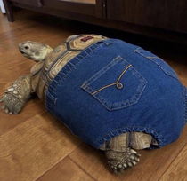 Do these jeans make my shell look fat