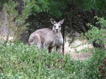 Do you even lift kangabro