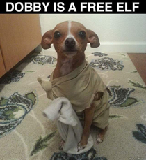 Dobby is cuter than I remember