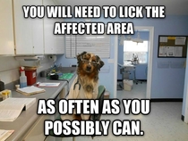 Doctor Dog Giving Medical Advice